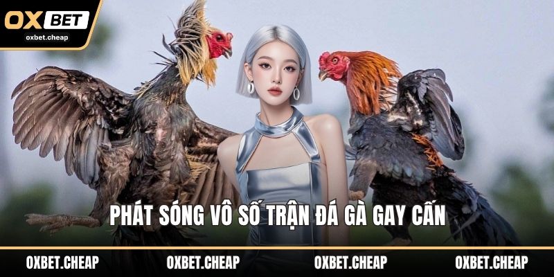 Phát sóng vô số trận đá gà gay cấn